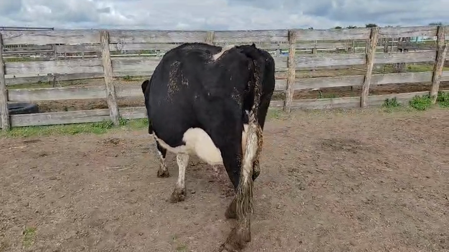 Lote Vaca a remate en Pantalla Camy 500kg - , San José