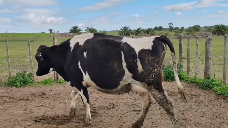 Lote Vaca a remate en Pantalla Camy 550kg - , San José