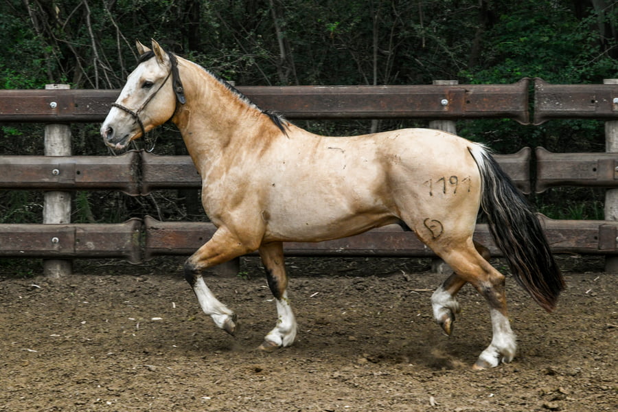 Lote TINAJERA MENSUAL