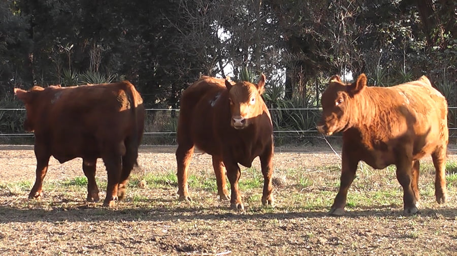 Lote TOROS PUROS CONTROLADOS COLORADOS