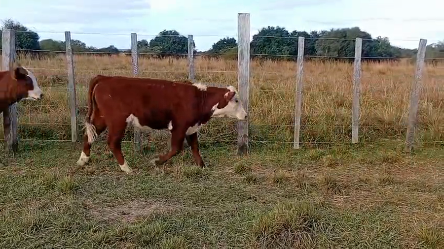 Lote 70 Terneros en Corrientes, Mercedes