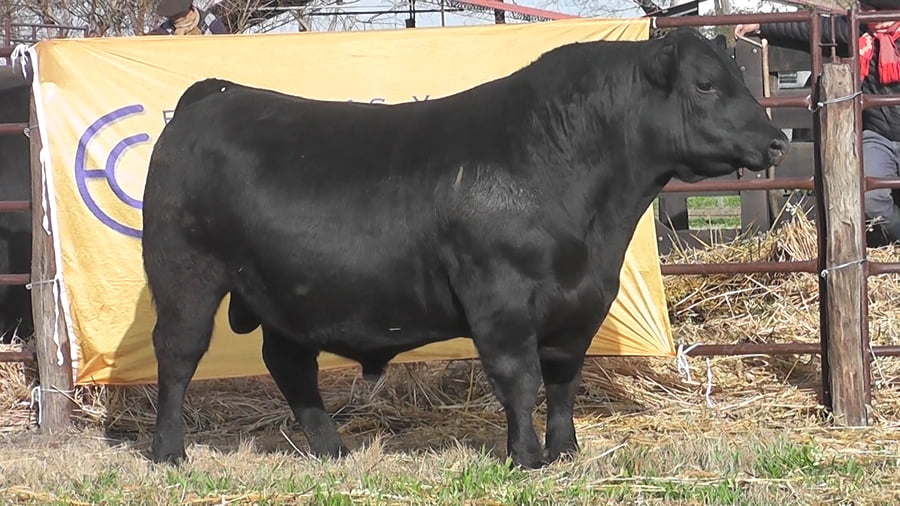 Lote TOROS ANGUS NEGROS PP