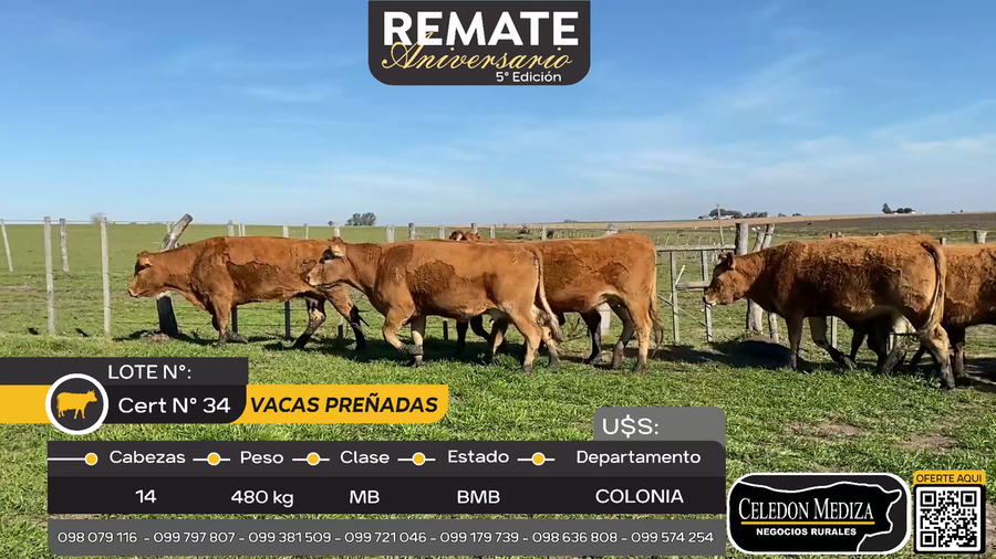 Lote 14 Vacas preñadas en La Horqueta, Colonia