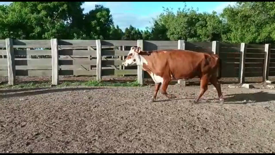 Lote 58 Vacas preñadas en Bañado de Medina, Cerro Largo
