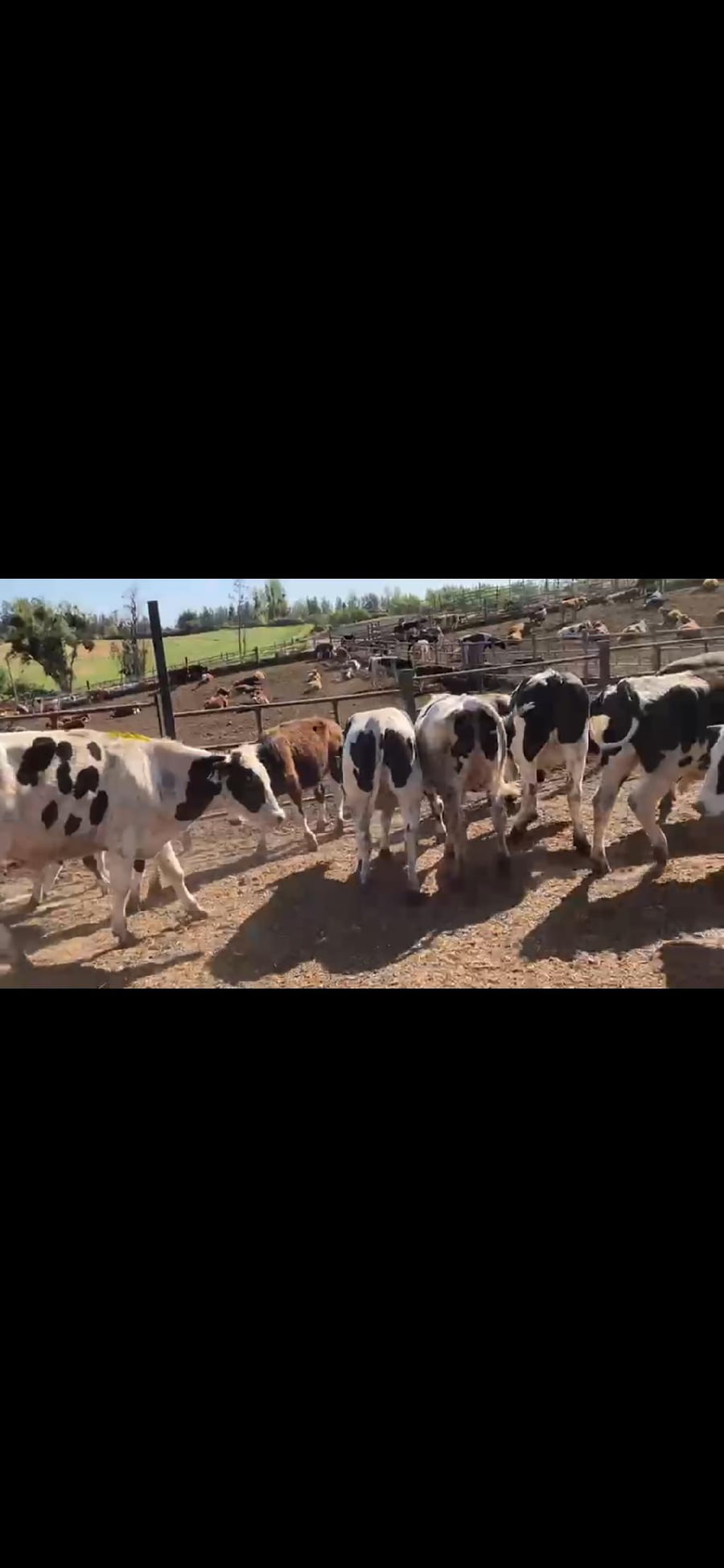 Lote 23 Novillo Engorda en Melipilla, Región Metropolitana