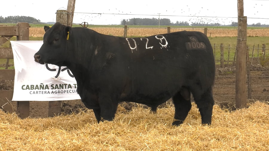 Lote Toros PC Negros
