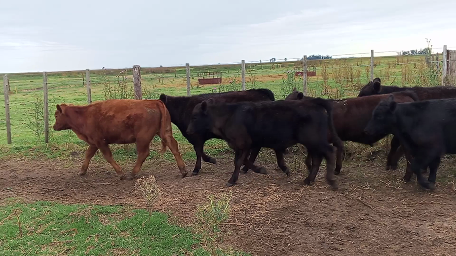 Lote 40 Terneros en Salazar