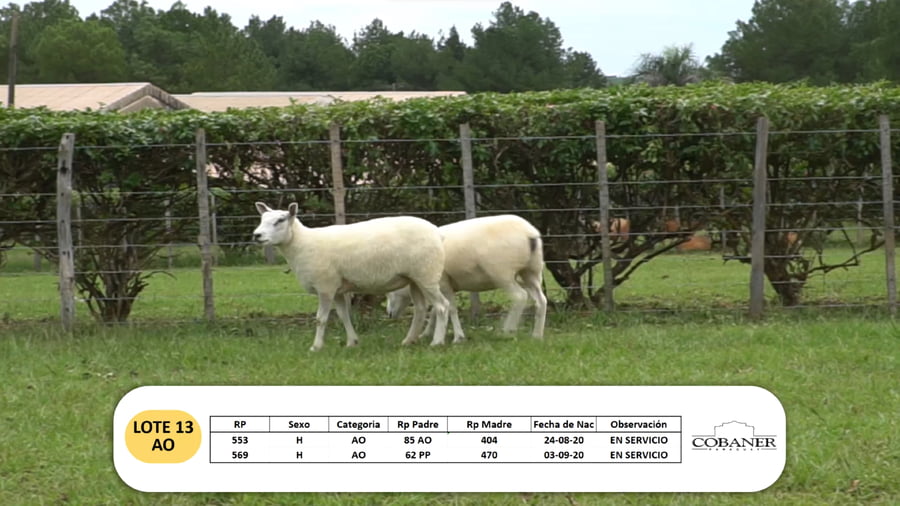 Lote Lote 13 - AO