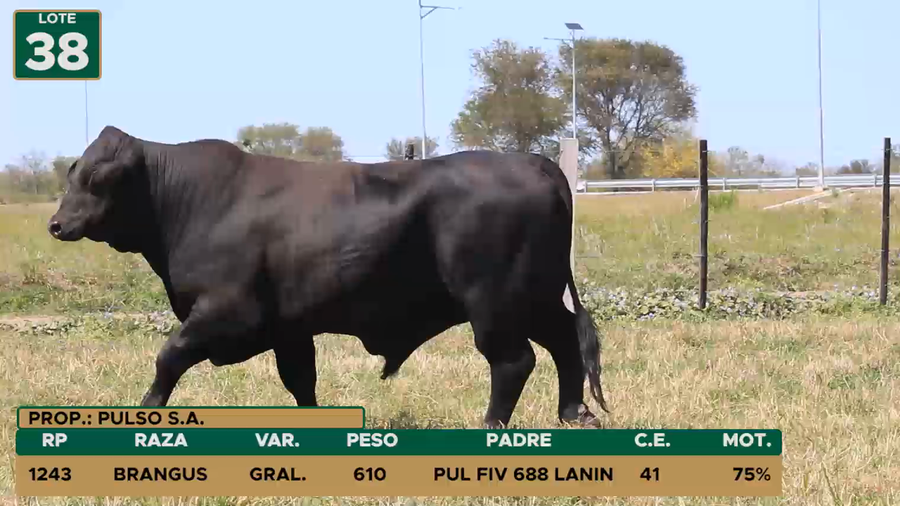 Lote TOROS LOTE 38