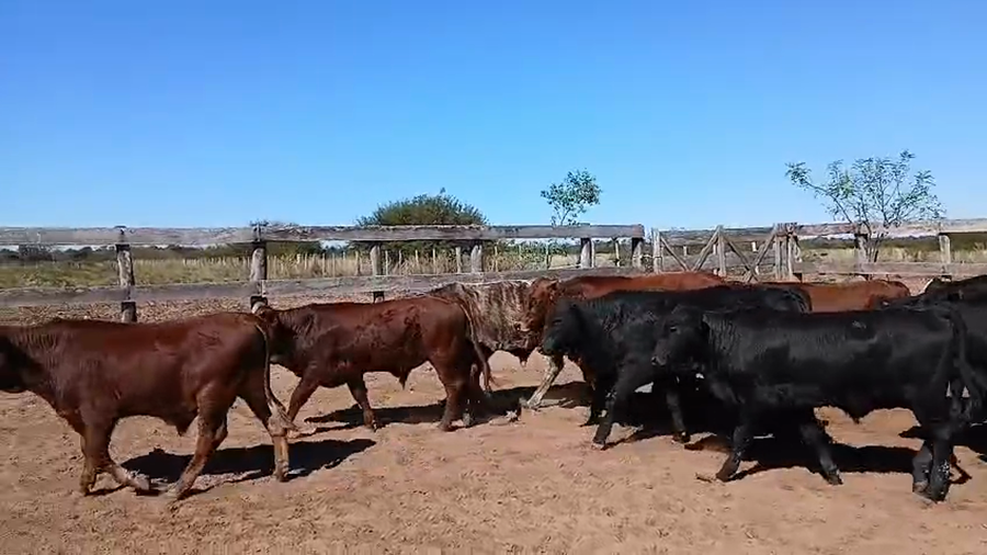 Lote 55 Terneros