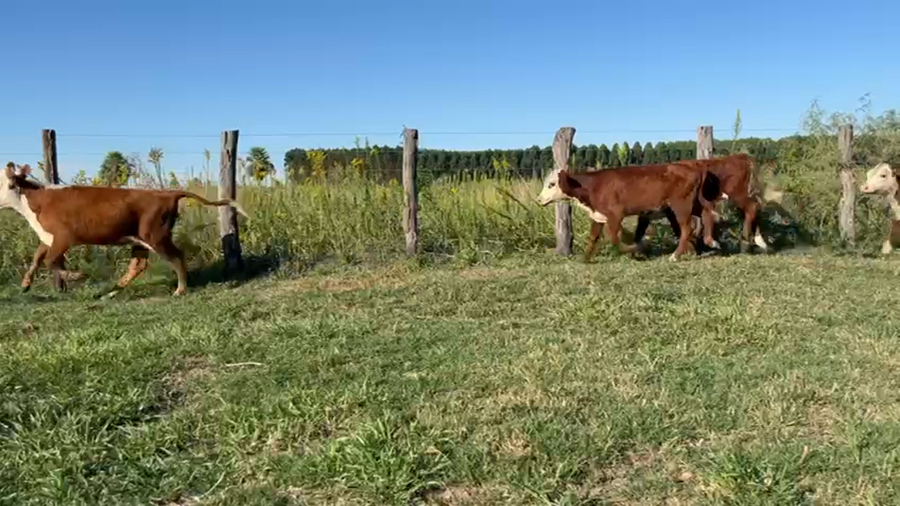 Lote 150 Terneros/as