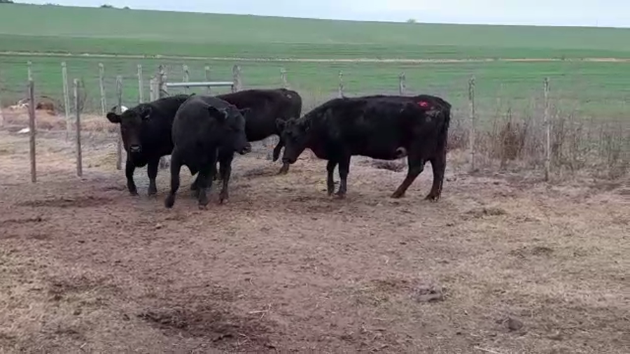 Lote (Vendido)4 Vacas de Invernada AA a remate en PANTALLA GARLAND 485kg -  en EL CHILENO