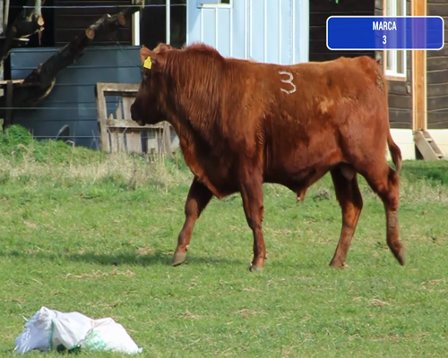 Lote 1 Toro en Coyhaique, XI Región Aysén