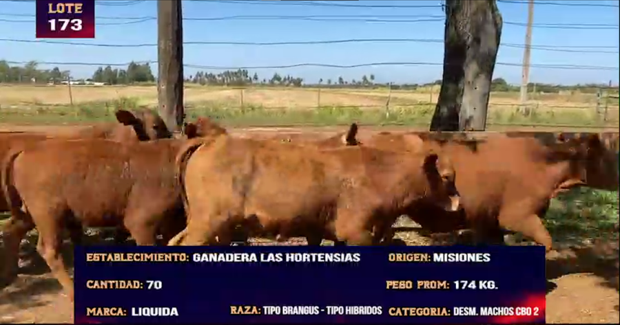 Lote LOTE 173 -  70 DESMAMANTES MACHOS CBO 2