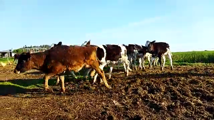 Lote (Vendido)9 Terneros holando ,  normando a remate en 5to remate por pantalla ENTRE MARTILLOS 130kg -  en rincon de albano