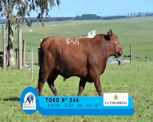 Lote TORO 546