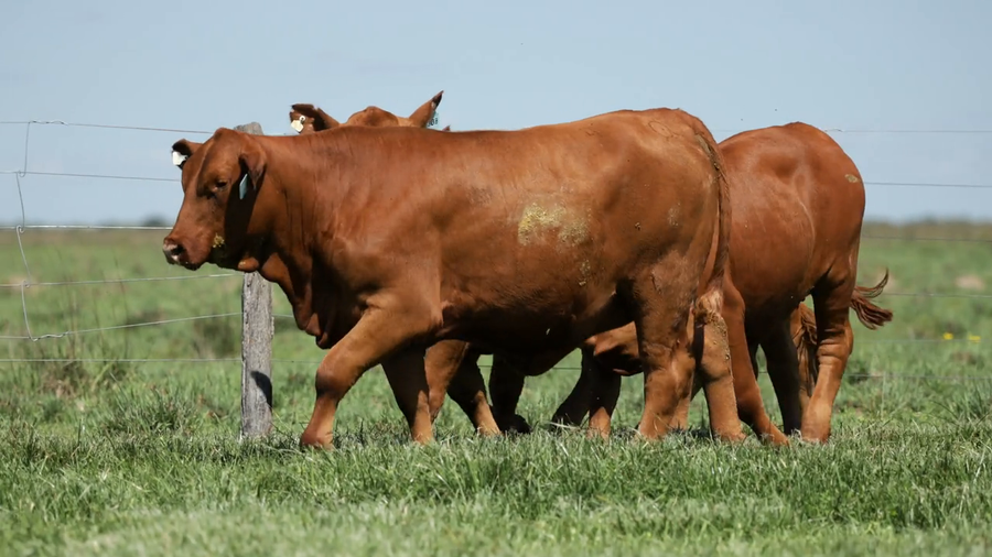 Lote Vaquilla Para Servicio