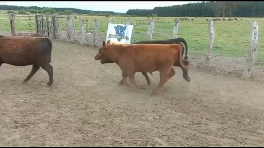 Lote 75 Terneros/as en Concordia, Entre Ríos