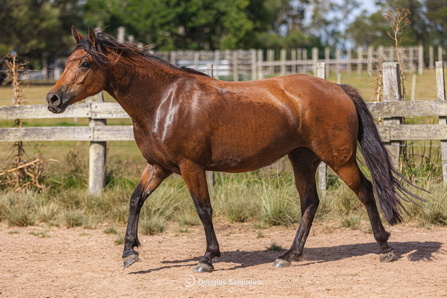 Lote DIVA614 DE LACASILLA