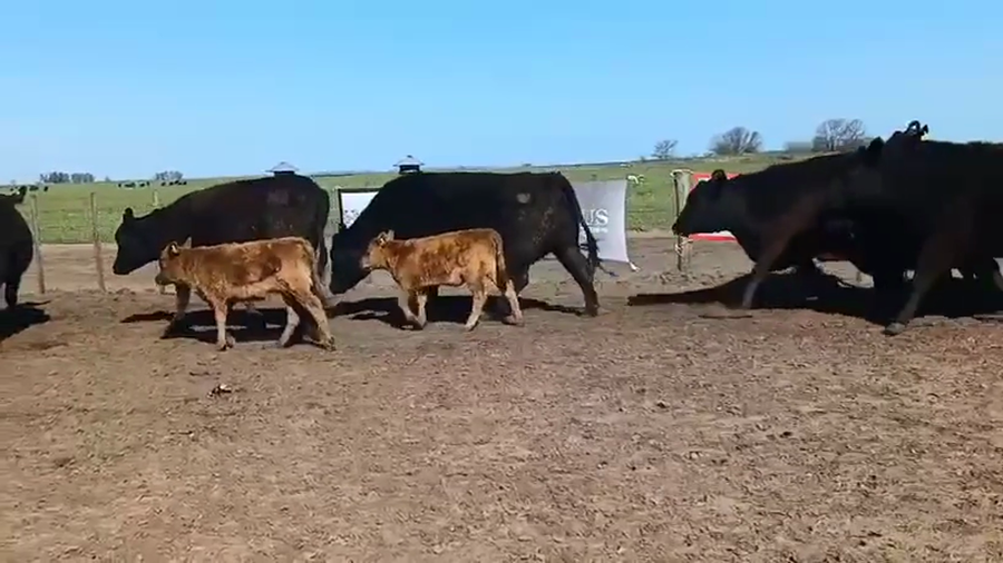 Lote Vaquillonas M.A.S de 3 años Santa Yvone