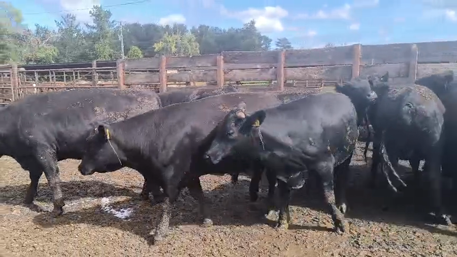 Lote 40 Novillo Gordo en Los Ángeles, VIII Región Biobío
