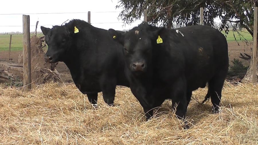 Lote TOROS PUROS POR CRUZA