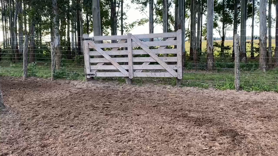 Lote 110 Terneros en Esquina, Corrientes