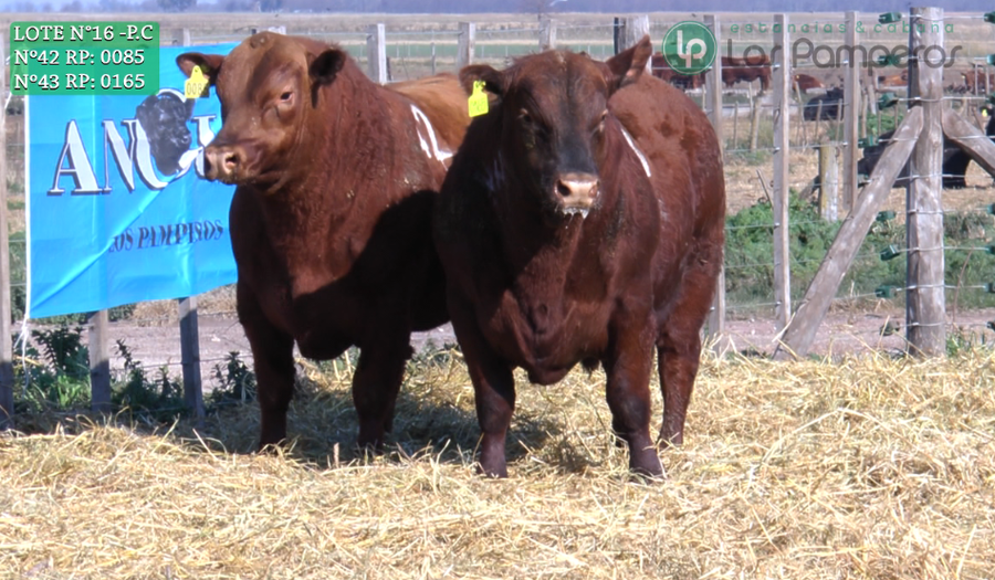 Lote TOROS PUROS CONTROLADOS