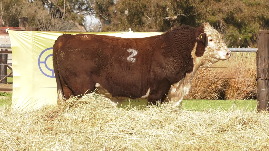 Lote TOROS P. HEREFORD PURO REGISTRADO