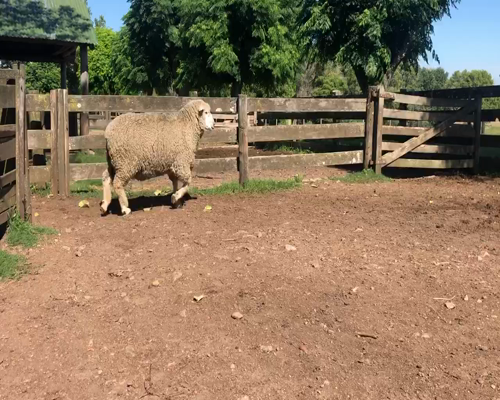 Lote 1 Borregos Planteleros en Cerro Largo, Cerro Largo