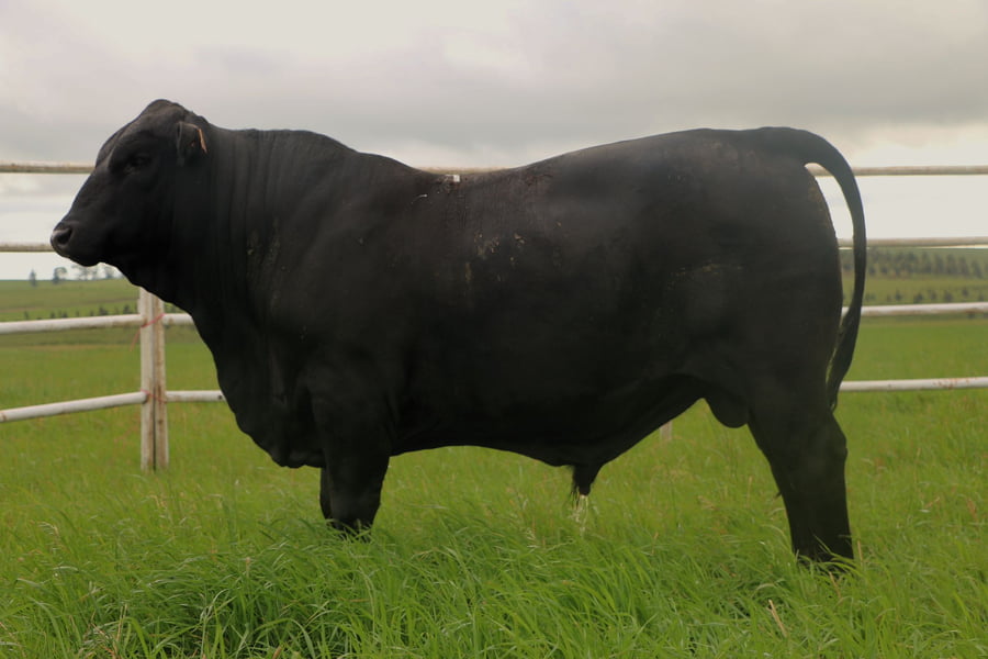 Lote Toros a remate en 14º Nacional Brangus, Tacuarembó