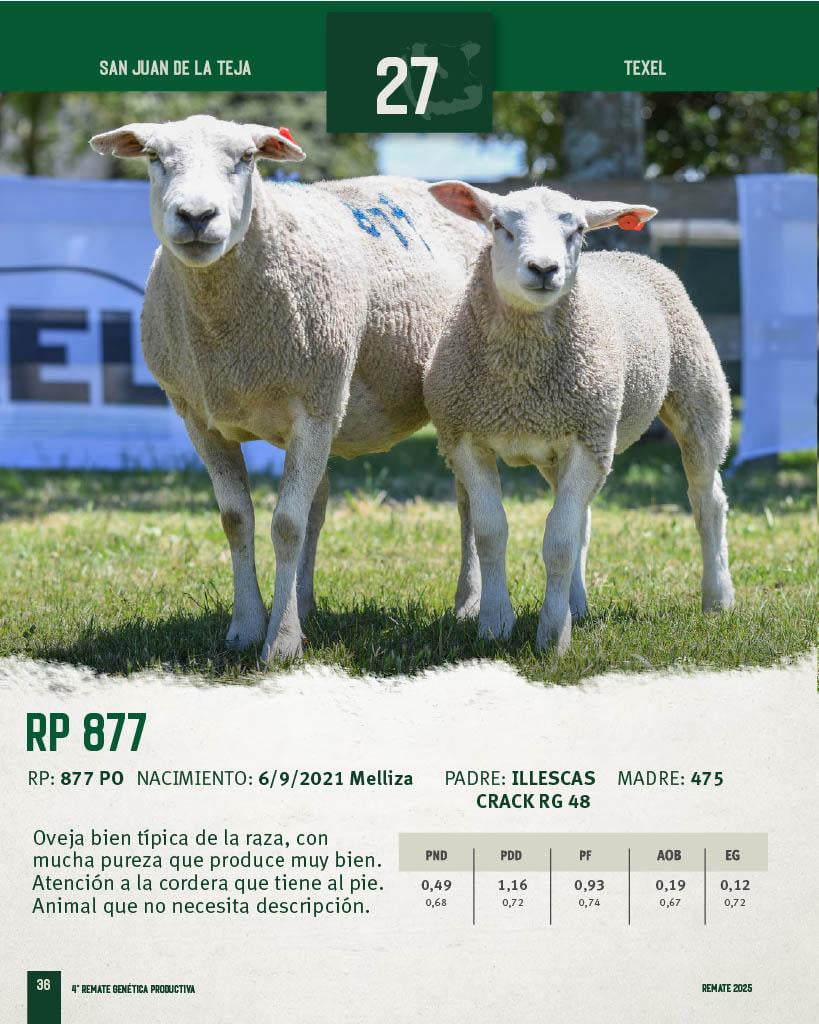 Lote Ovejas a remate en 4º Genetica Productiva, San José