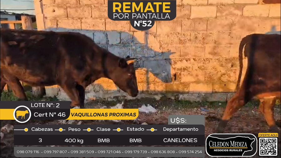 Lote 6 Vaquillonas Proximas en Santa Lucía del Este, Canelones