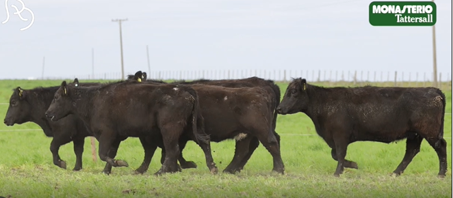 Lote VIENTRES PREÑADOS(CORRAL 35)