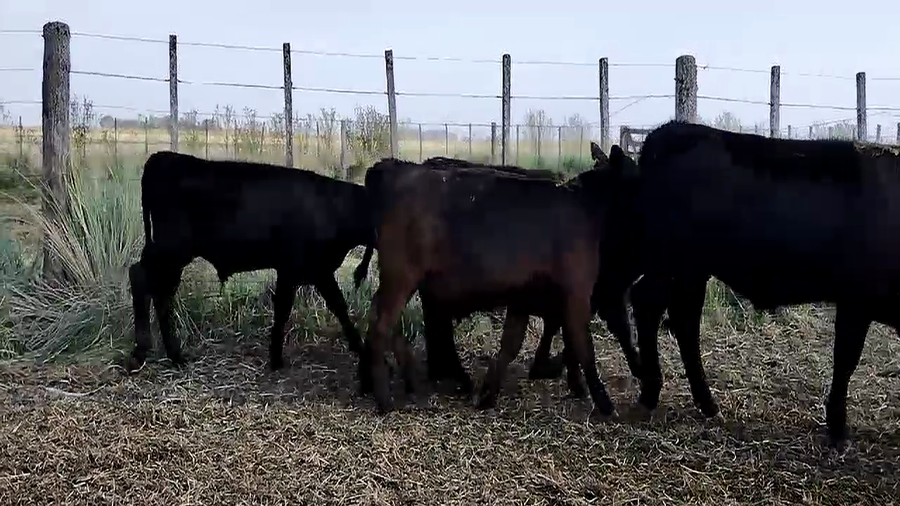 Lote 100 Terneros en Olavarría