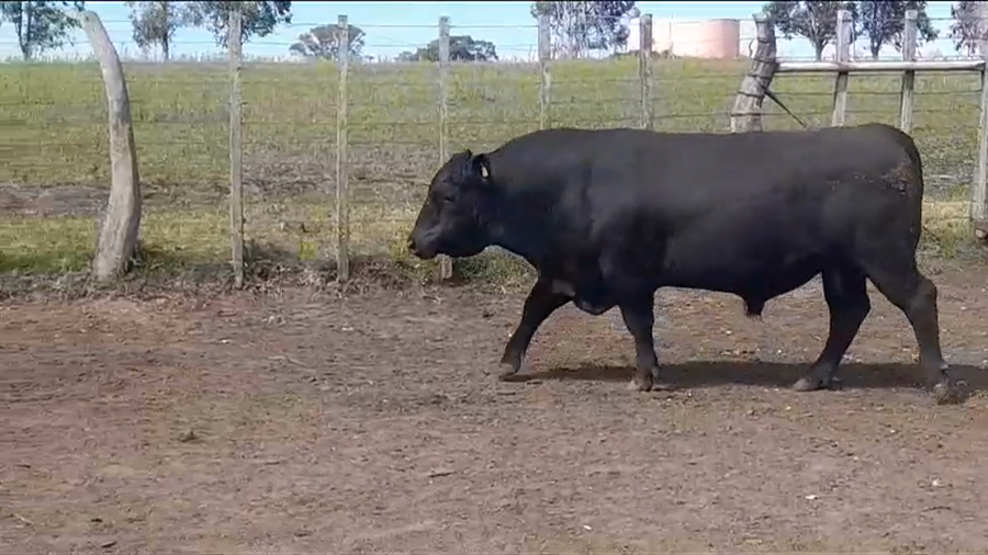 Lote TORO PI - RP 330