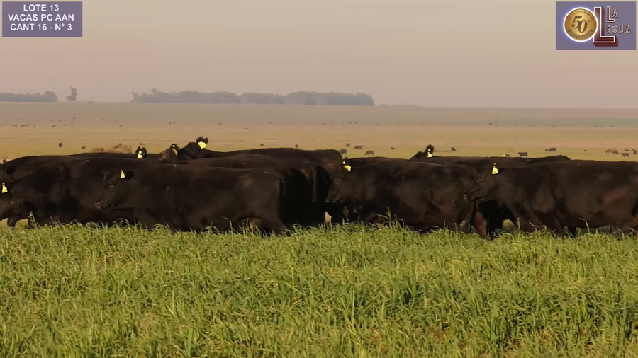 Lote VACAS  ANGUS NEGRAS   P. CONTROLADAS C/ GTIA DE PREÑEZ