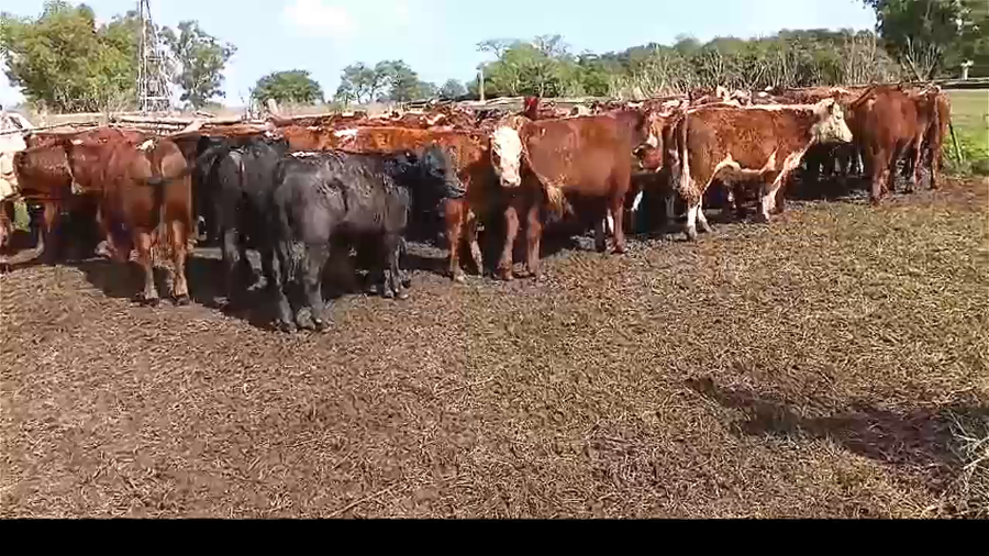 Lote 60 TERNEROS/AS