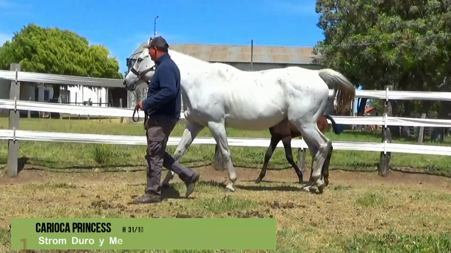 Lote CARIOCA PRINCESS