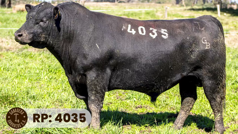 Lote RP 4035