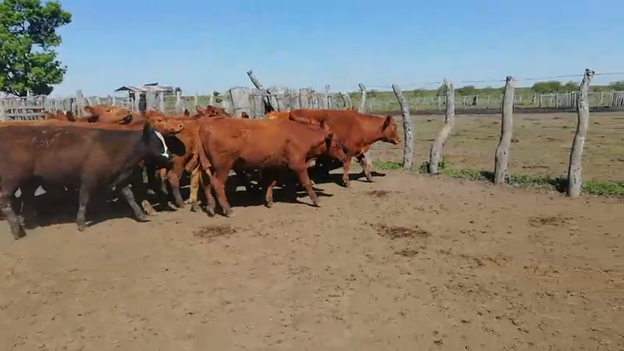 Lote 60 Terneros en Federal, Entre Ríos