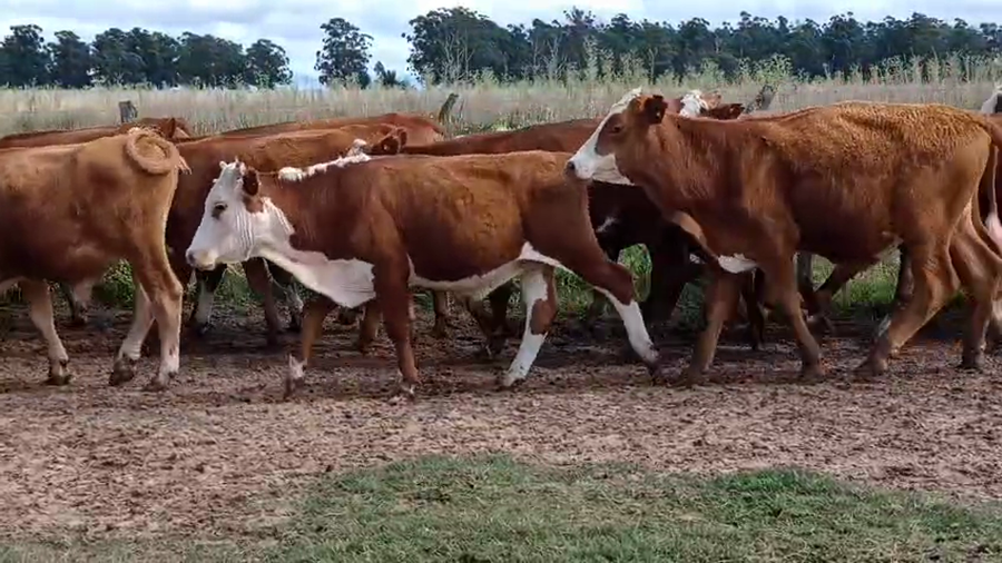 Lote 95 Novillos y Novillitos en Corrientes, Goya