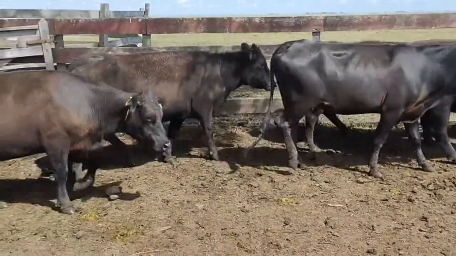 Lote Vacas Preñadas