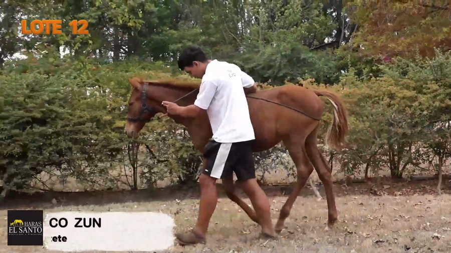 Lote DIPLOMATICO ZUN