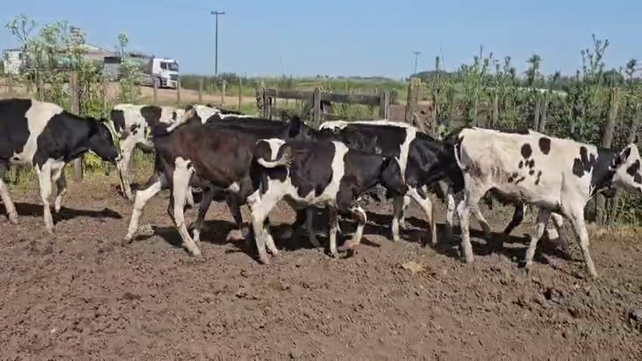 Lote 20 Terneros Holando en Tandil