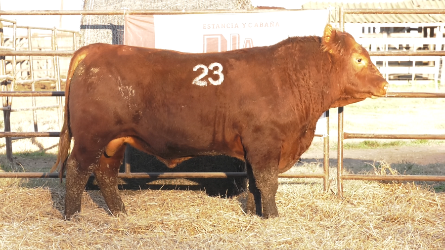 Lote TOROS ANGUS COLORADOS  PC