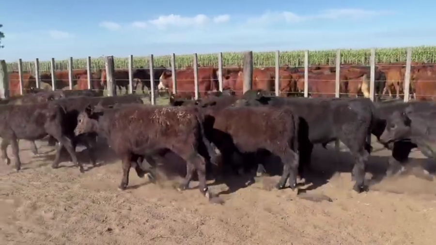 Lote 45 TERNS MACHOS Y HEMBRAS, PEHUAJO, PCIA. DE BS. AS.