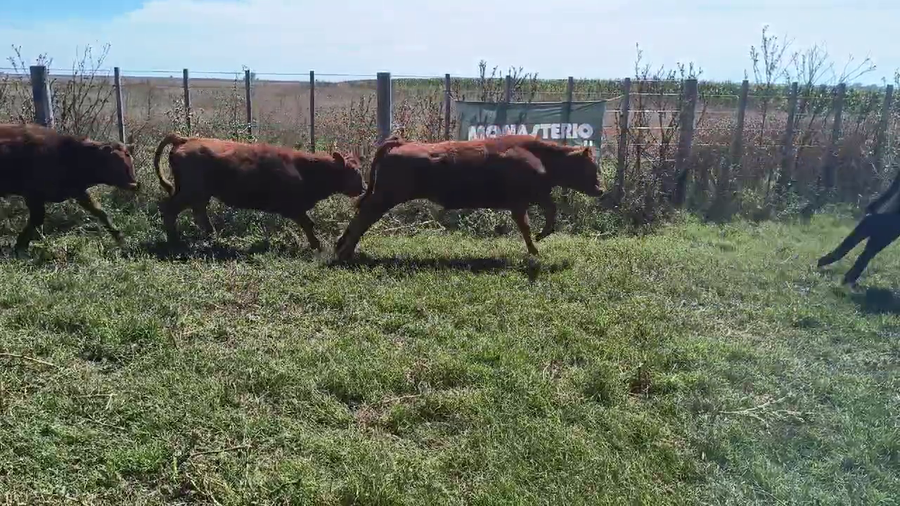 Lote 81 Terneros en Coronel Suarez