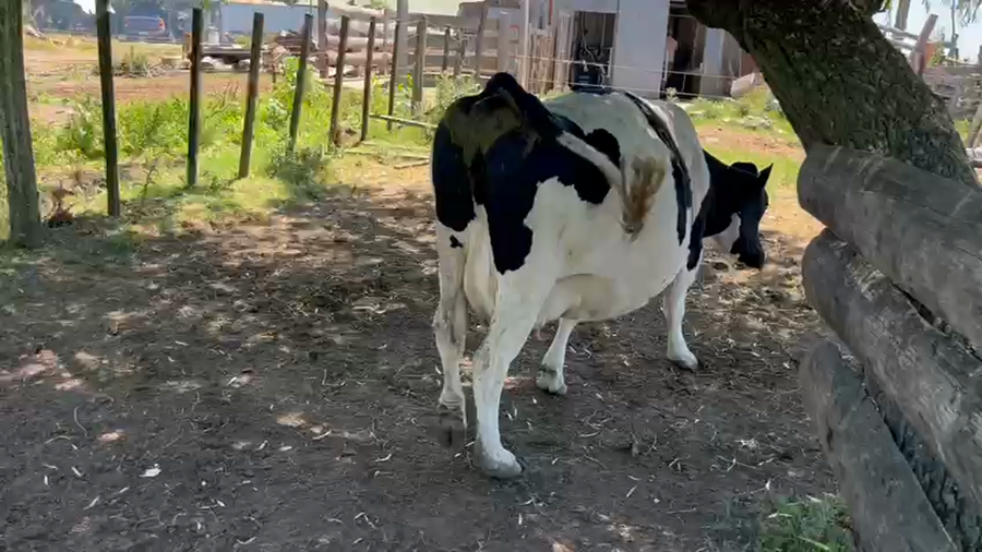 Lote Vaca a remate en Ultima pantalla del año - Escritorio Camy, San José