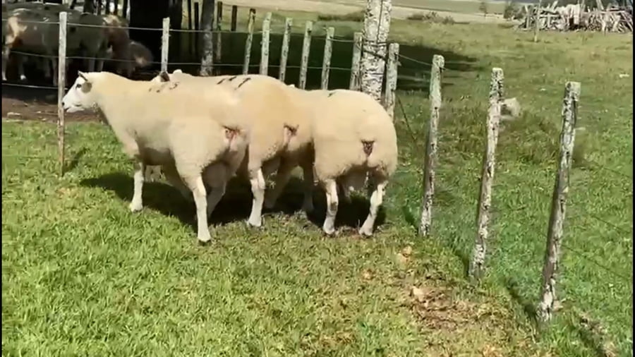 Lote 3 carneros padres PI